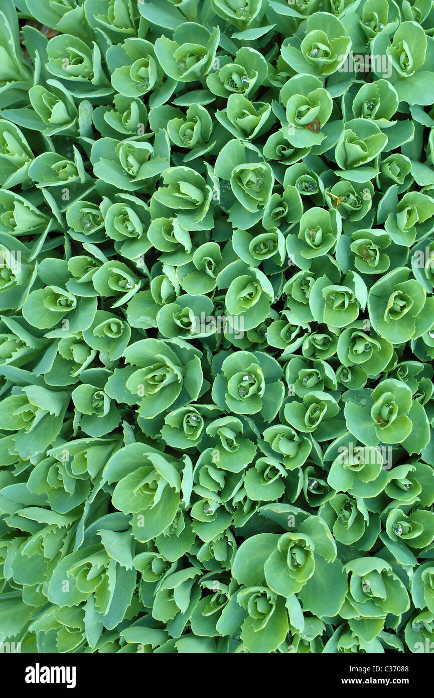 Fresco verde primavera germogli stonecrop vivace pattern molti cluster abbondanza Foto Stock