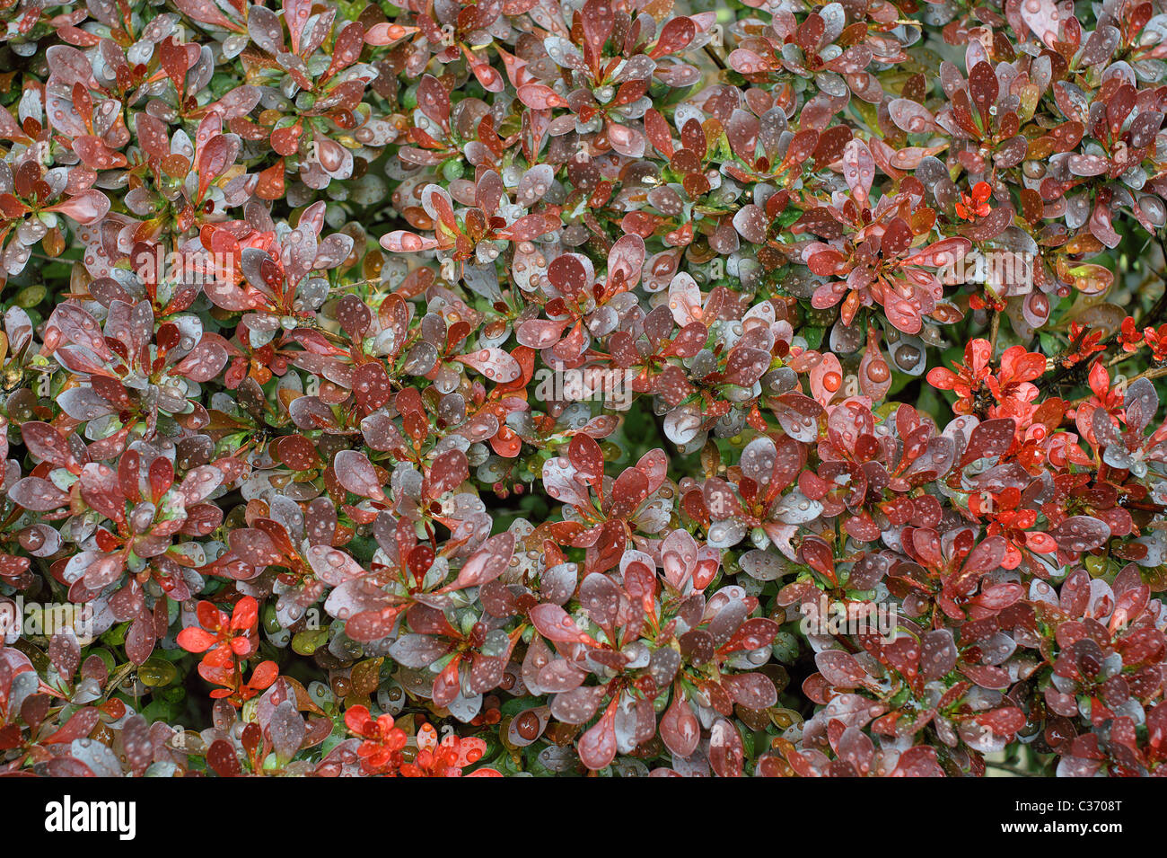 Berberis thunbergii rosso porpora foglie a molla con le gocce di pioggia Foto Stock