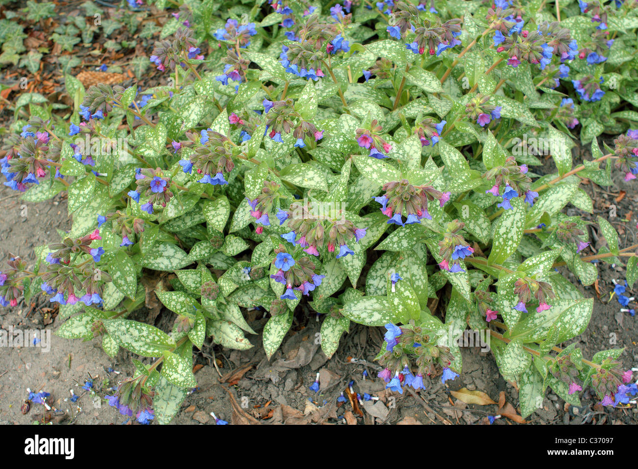 Blue cowslip lungwort blooming Pulmonaria angustifolia Foto Stock