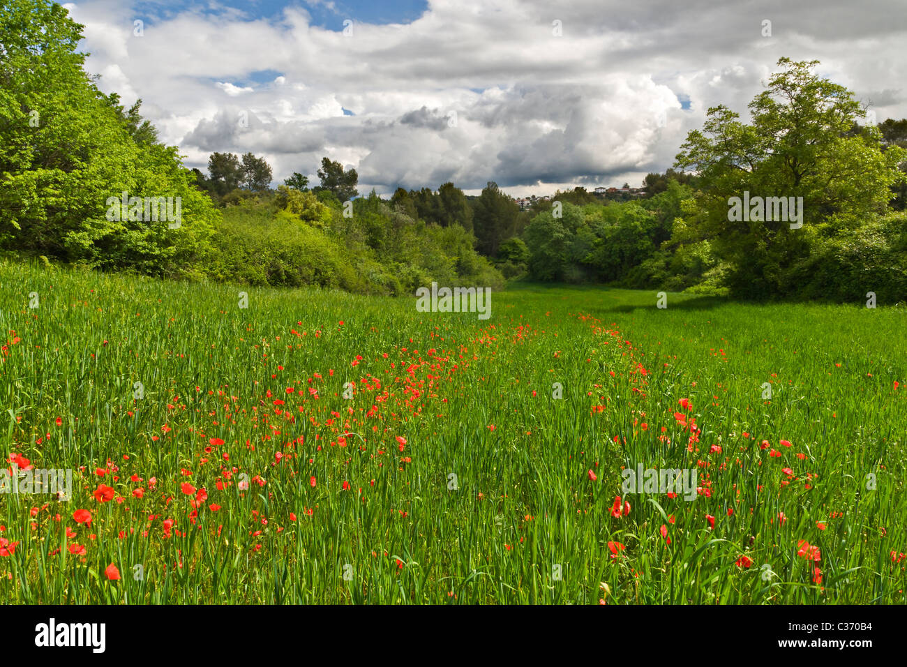 Papaveri rossi nella primavera del campo verde con cielo molto nuvoloso Foto Stock