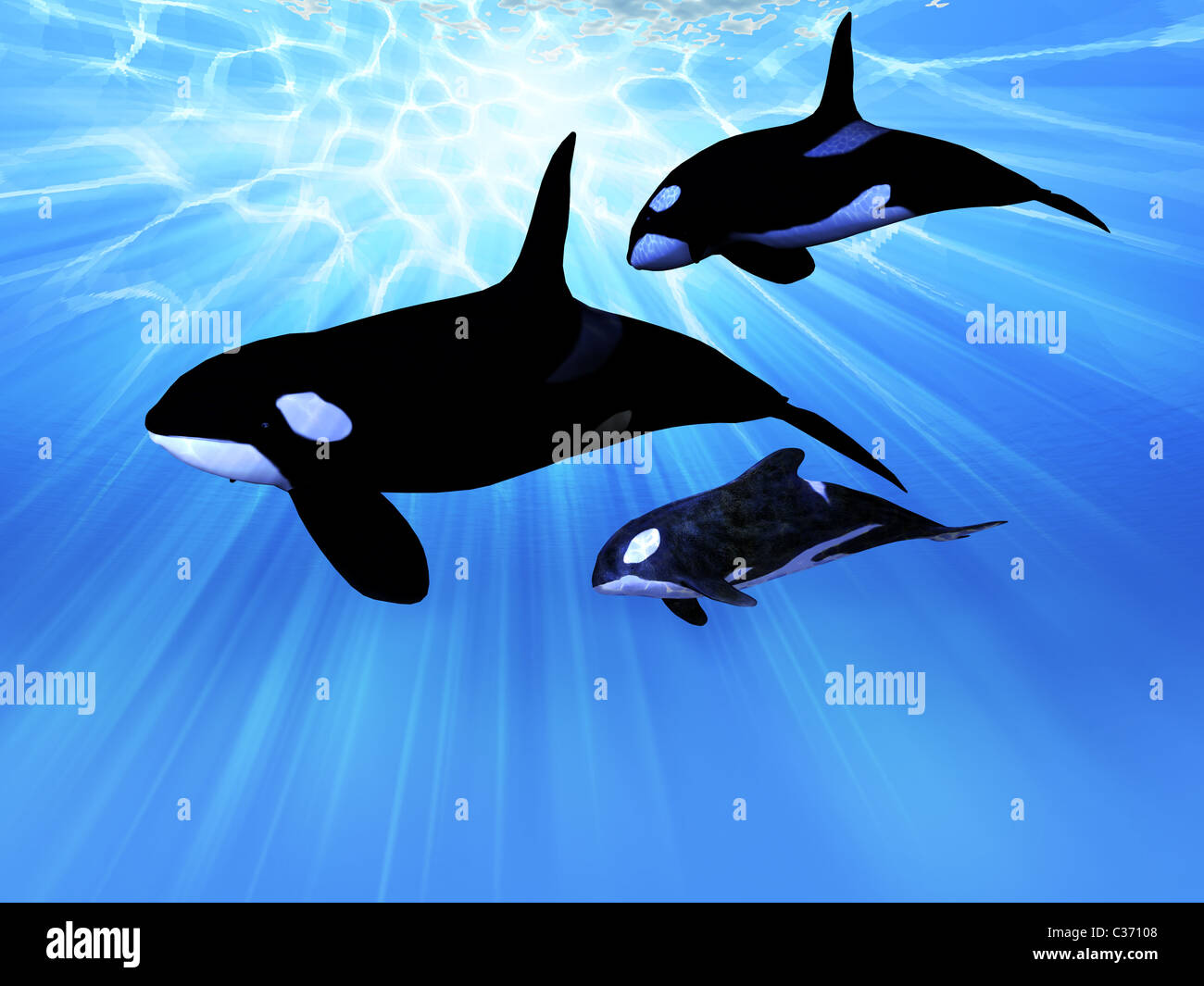 Un maschio maturo Orca whale nuota con un bambino e baby balena in questo gruppo di famiglia. Foto Stock