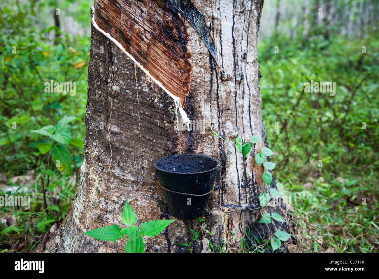 Gocciolamento di lattice da un albero di gomma, Malaysia Foto Stock