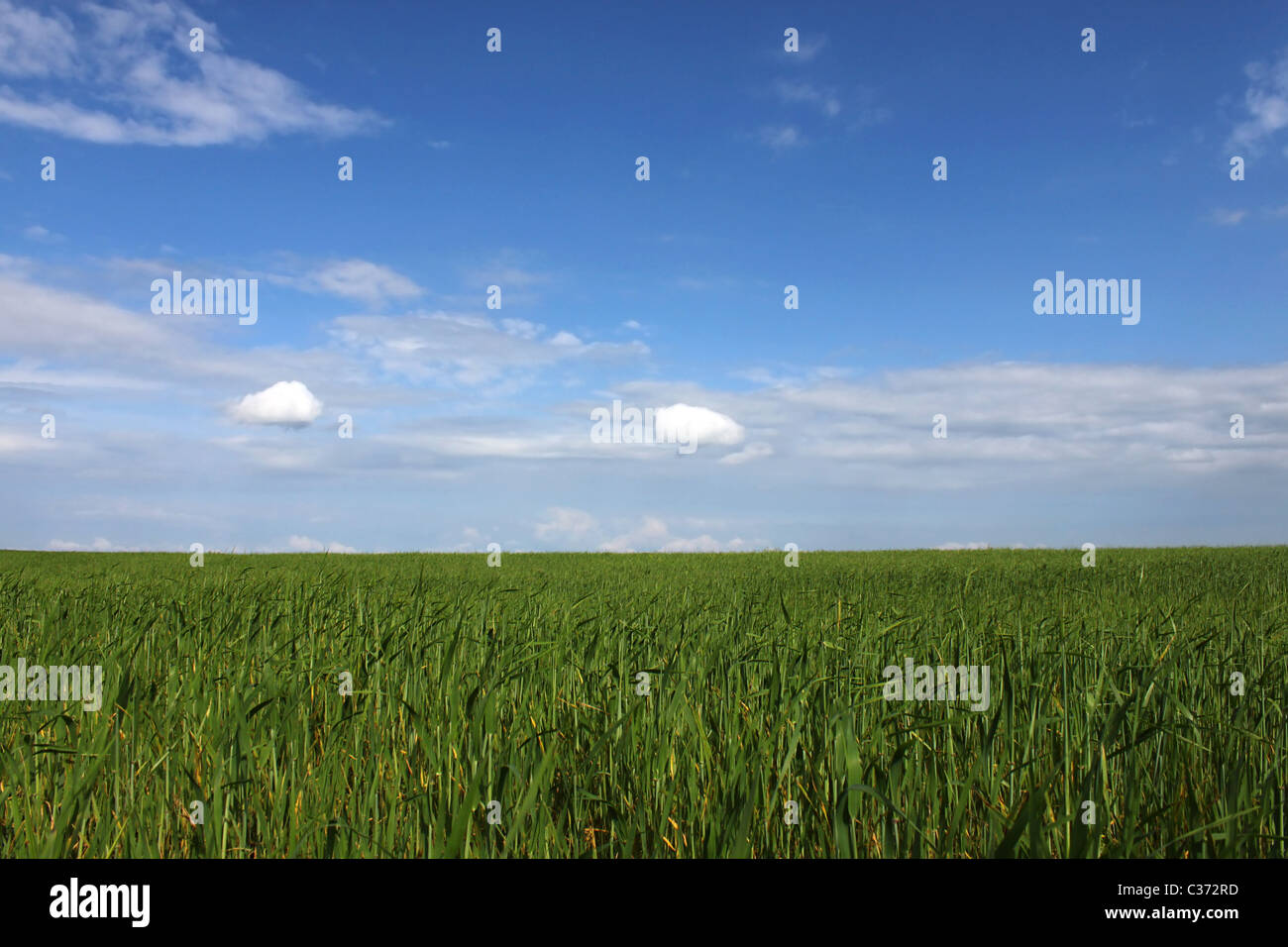 Campo di grano sotto il cielo blu Foto Stock