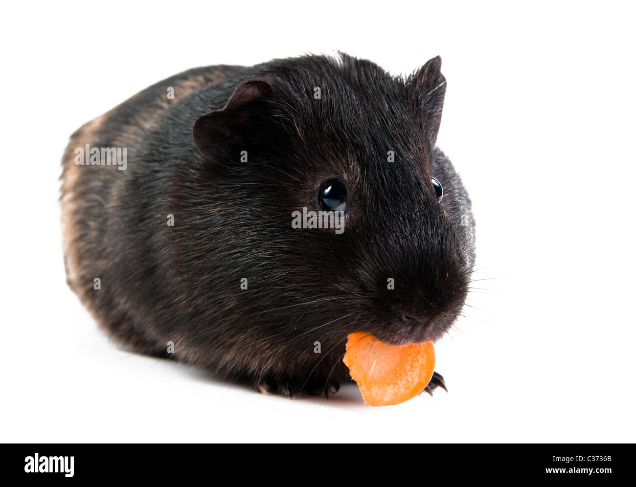 La cavia con la carota isolati su sfondo bianco Foto Stock