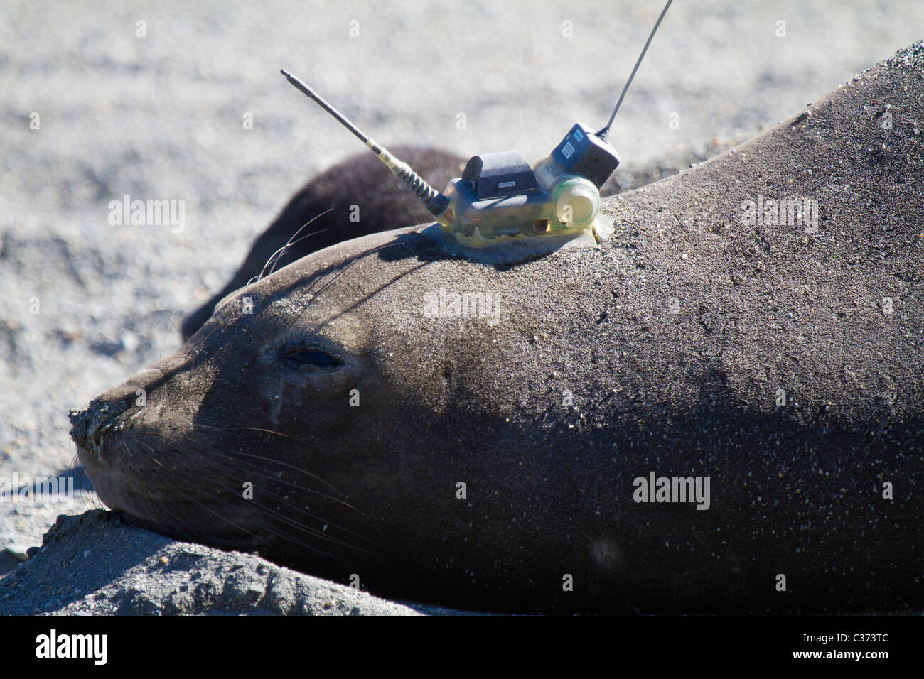 Una femmina di elefante meridionale di tenuta con sistema GPS o di un dispositivo di localizzazione satellitare attaccato alla sua testa, Royal Bay, Georgia del Sud Foto Stock