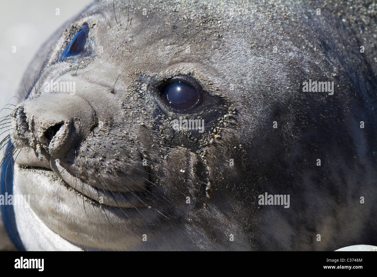 Close up ritratto di un suinetto svezzato Elefante marino del sud pup in presenza di luce solare, Royal Bay, Isola Georgia del Sud Foto Stock