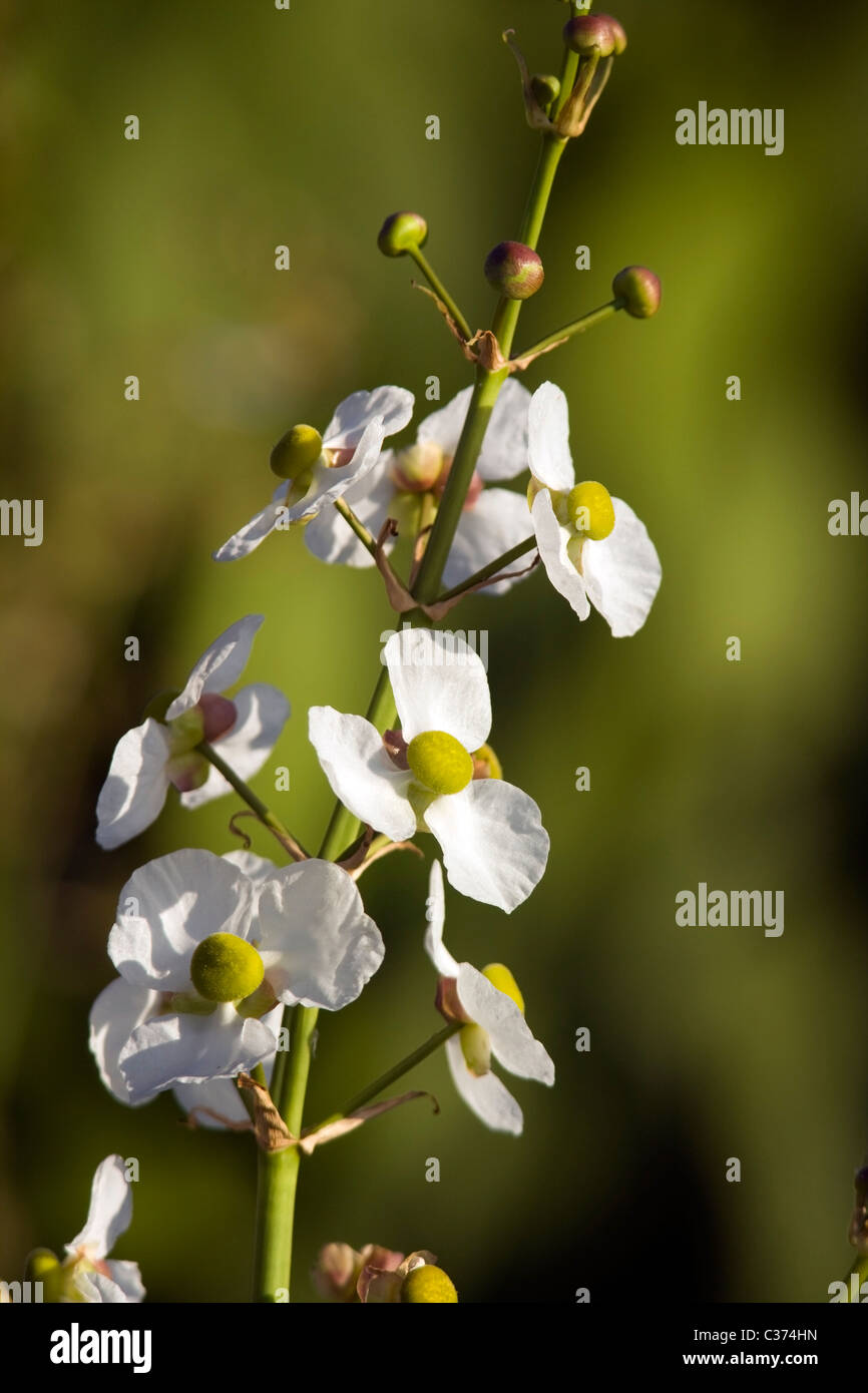 Close-up di fiori Arrowhead - Verde Cay zone umide - Delray Beach, Florida USA Foto Stock