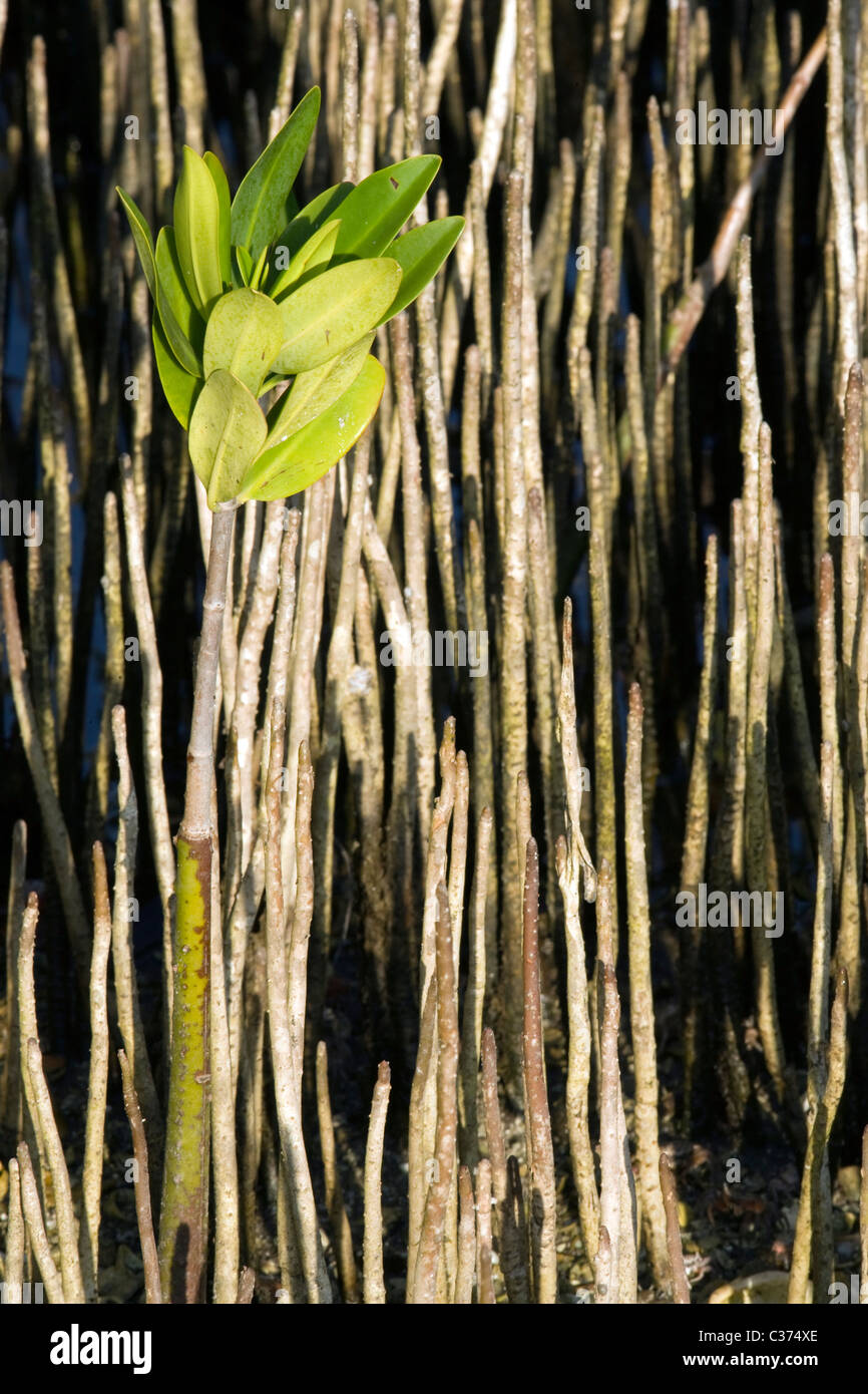 Mangrove pneumatofori - J.N. Ding Darling National Wildlife Refuge - Sanibel Island, Florida USA Foto Stock