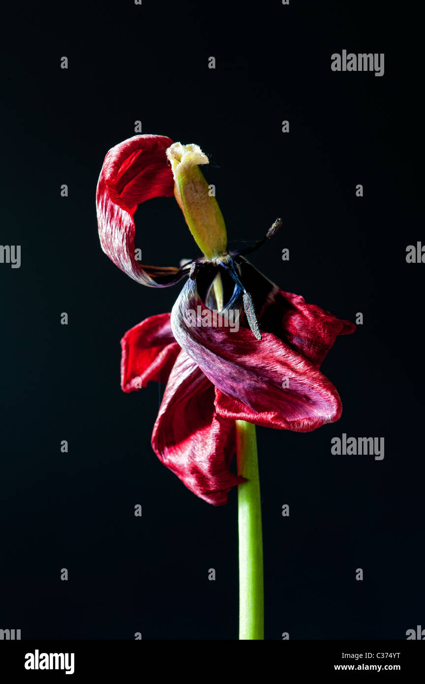 Morto rosso di avvizzimento tulip mostra stame e lo stigma contro uno sfondo nero Foto Stock