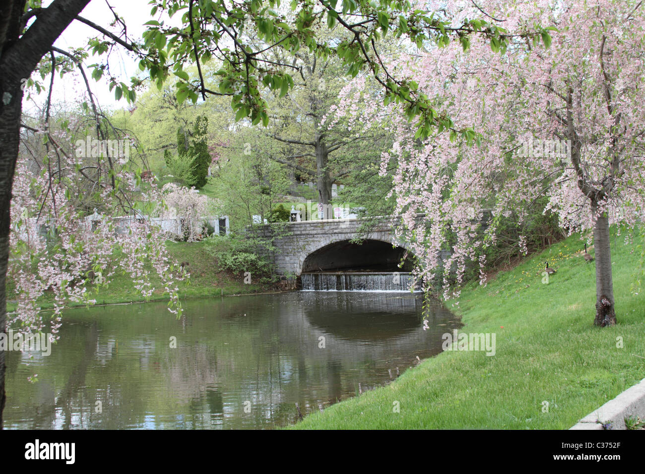 Cimitero paesaggio giardino con fiori di ciliegio nella città di New York Foto Stock