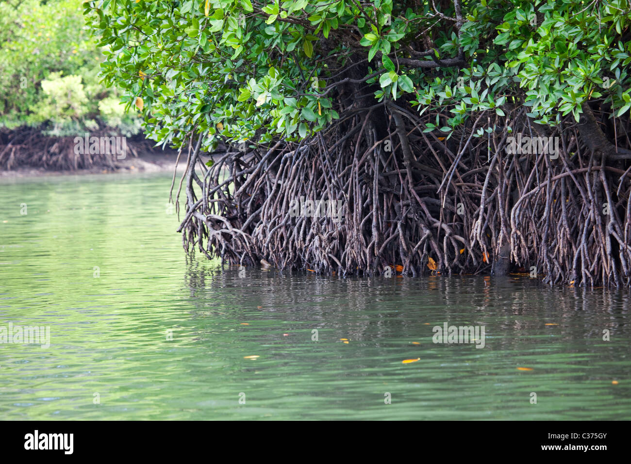 Mangrovie in Malaysia Foto Stock