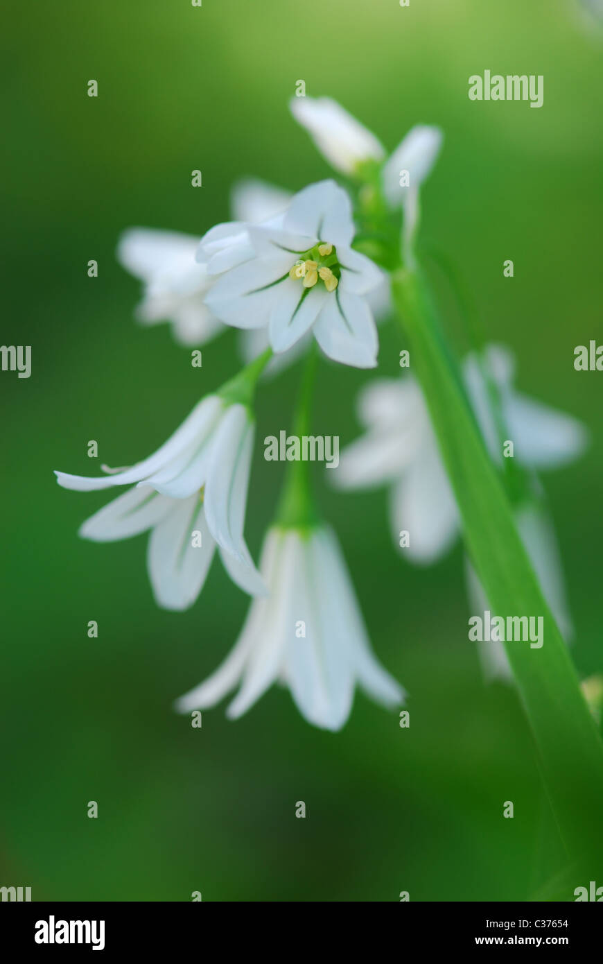 Close-up di Spanish Bluebells (Scilla campanulata) nel giardino Foto Stock