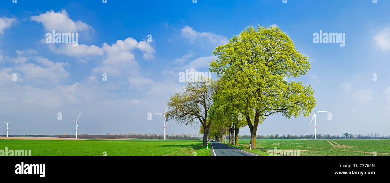 Le turbine eoliche e viale alberato di strada di campagna vicino a Freudenberg Maerkisch-Oderland district, Brandeburgo, Germania, Europa Foto Stock