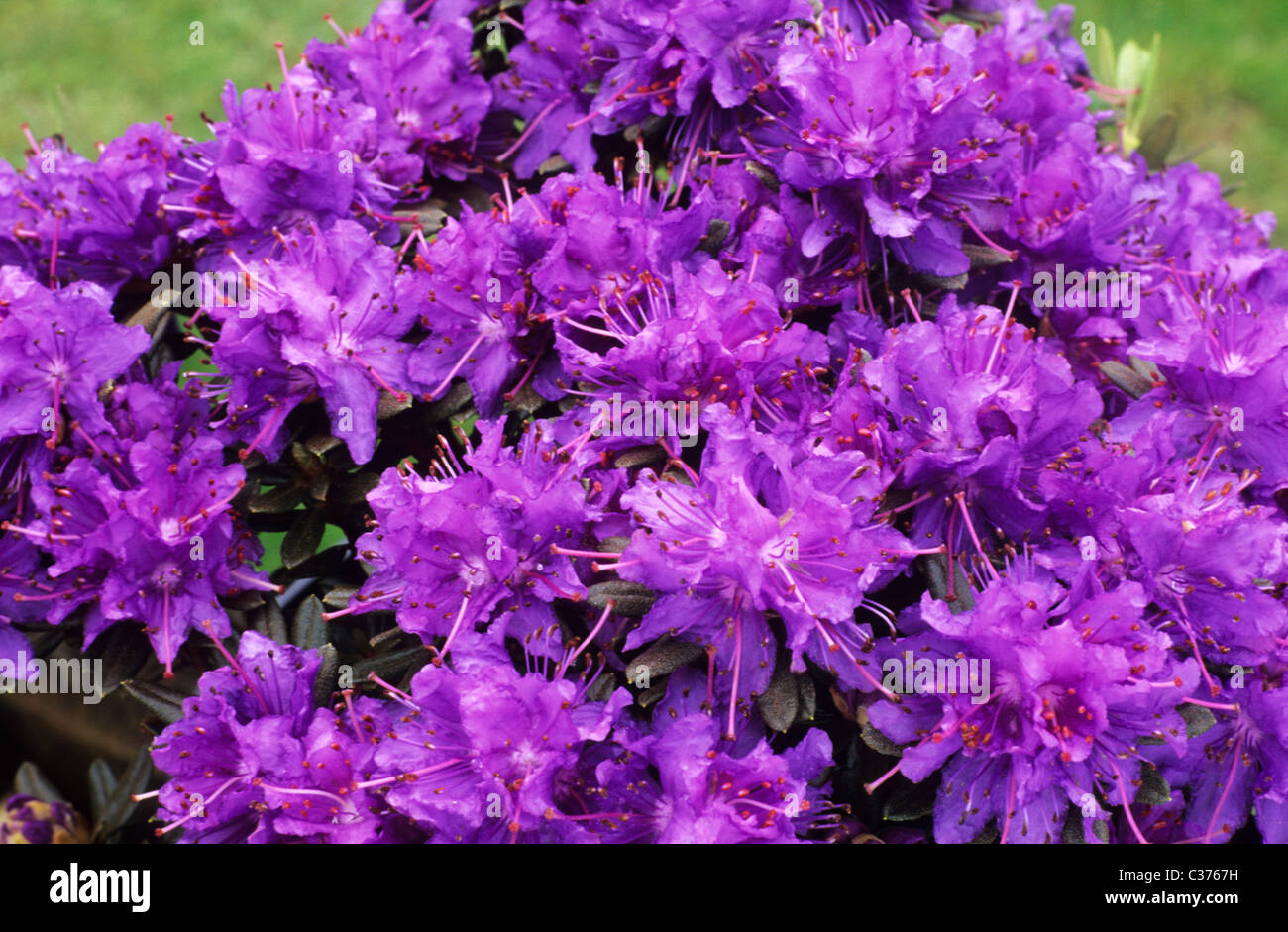 Rhododendron 'Azurika' viola fiore fiori di rododendro azalea azalee giardino di piante vegetali Foto Stock