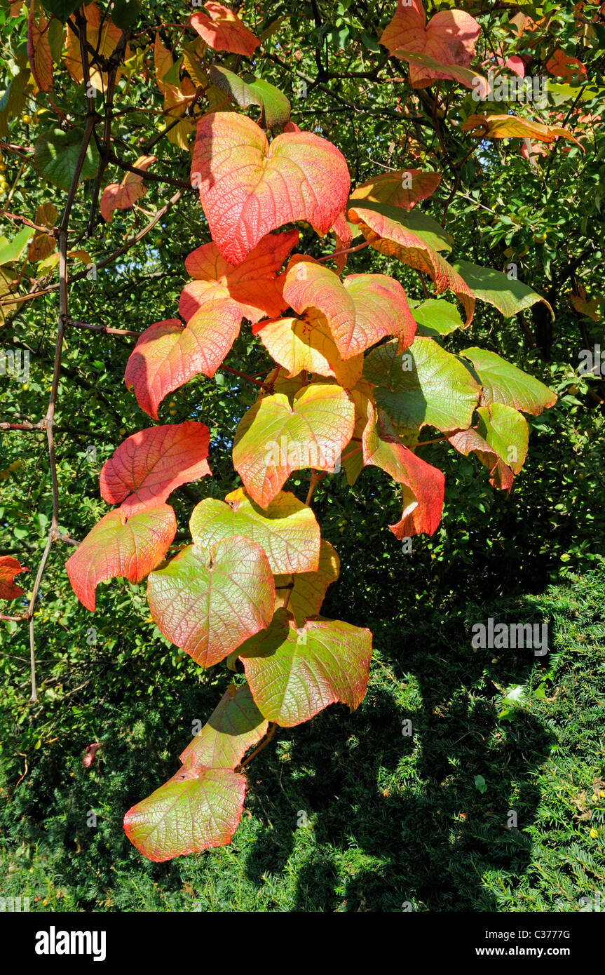 Vitis coignetiae - Crimson vite gloria Foto Stock