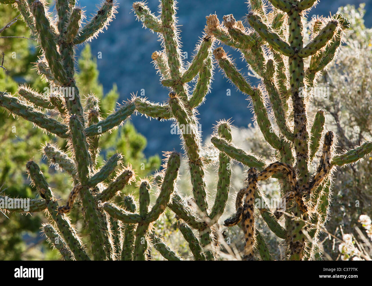 Vista ingrandita di un cactus Cholla ai piedi delle colline di Sandia Mountains al di fuori Albuquerque, Nuovo Messico, Stati Uniti d'America. Foto Stock