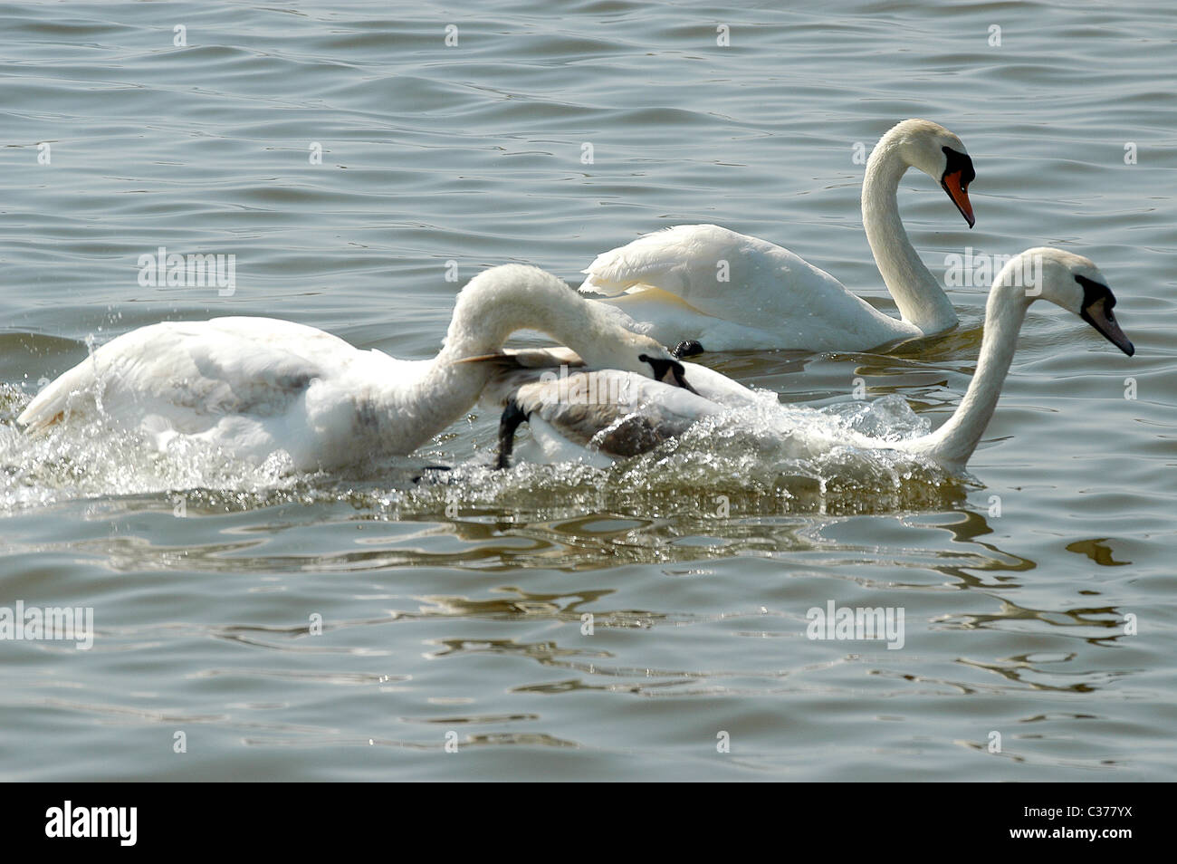 Cigni al famoso Abbotsburry Swannery, Abbotsbury, Dorset, Regno Unito. Foto Stock