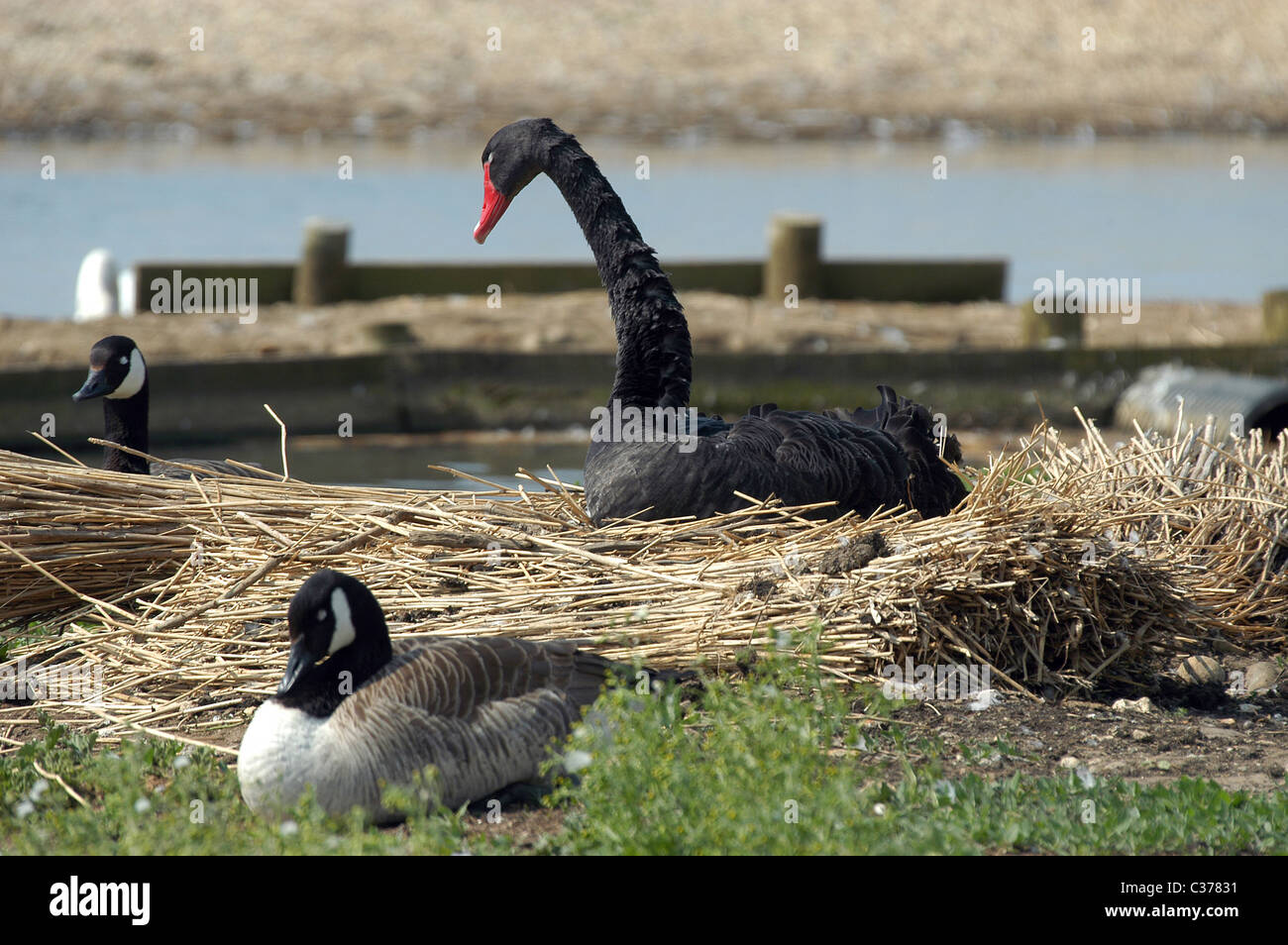 Escapee Australian Black Swan uno di una coppia nidificante alla Abbotsbury Swannery, Dorset, Regno Unito. Foto Stock