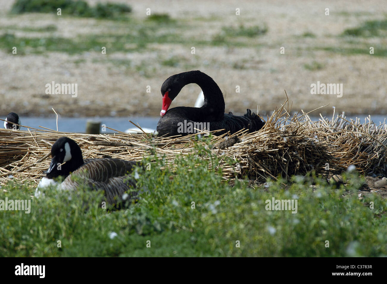 Un australiano Black Swan non nativa per il Regno Unito. Questo escapee nidificante alla Abbotsbury Swannery, Dorset, Regno Unito. Foto Stock