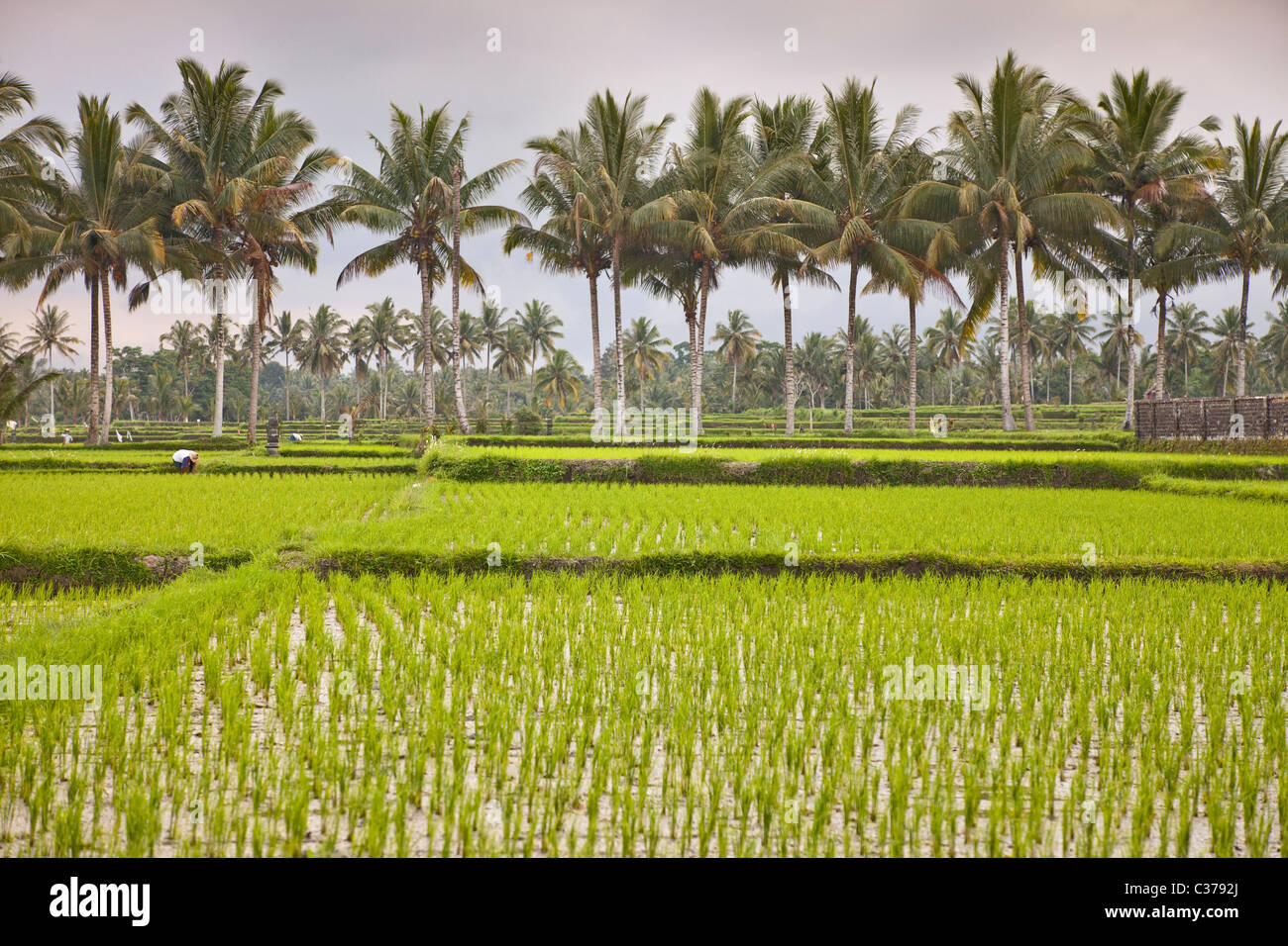 Riso campi padi, Bali, Indonesia. Ryzo sp. Foto Stock