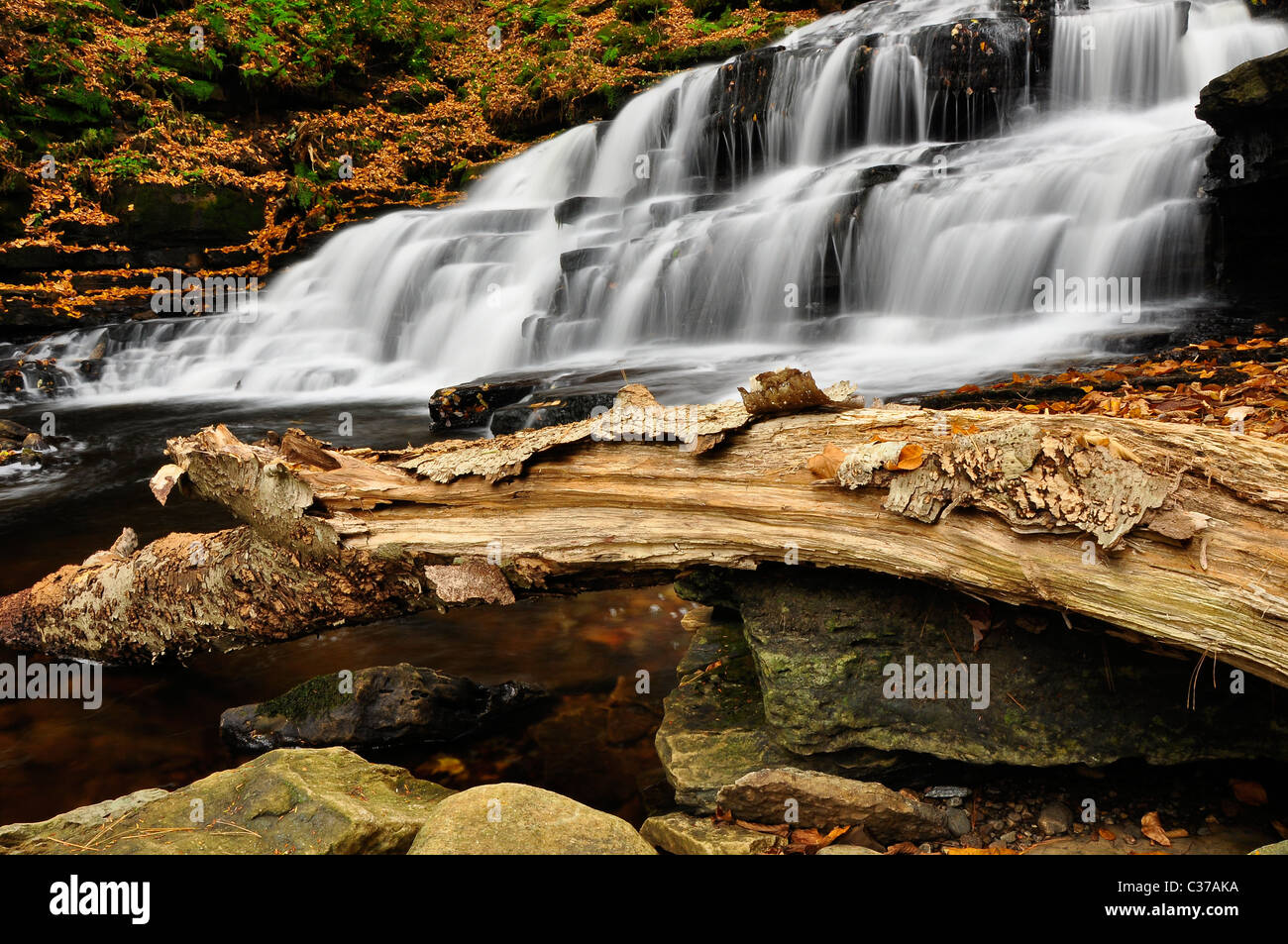 Albero morto di fronte Beecher Creek Falls, Adirondack. New York. Foto Stock