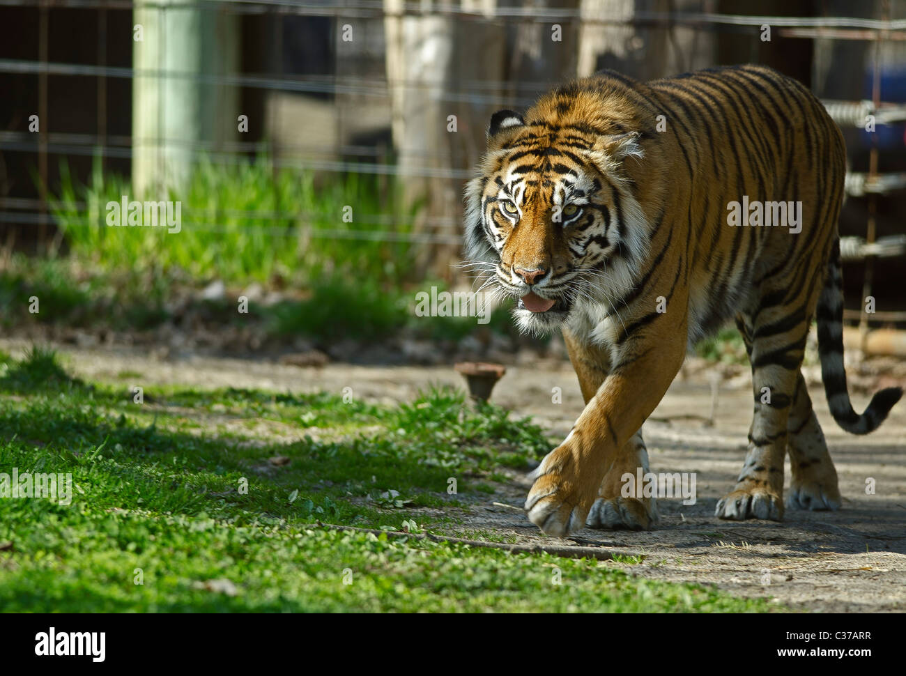 Foto di una tigre di Sumatra in cattività Foto Stock