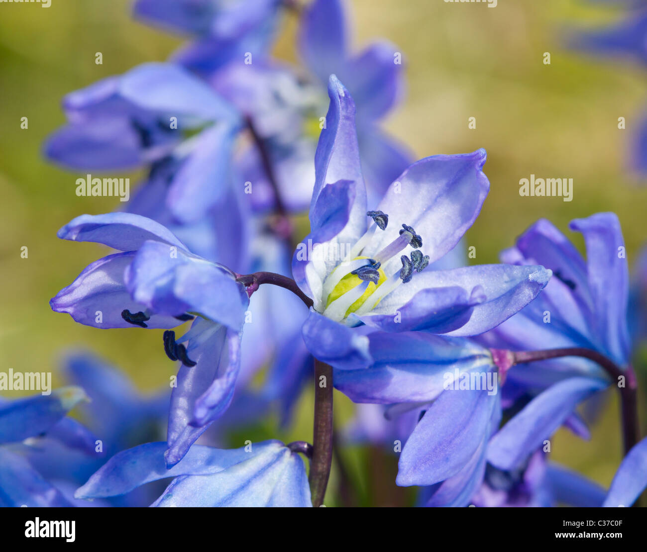 Molla di fiori blu, macro Foto Stock