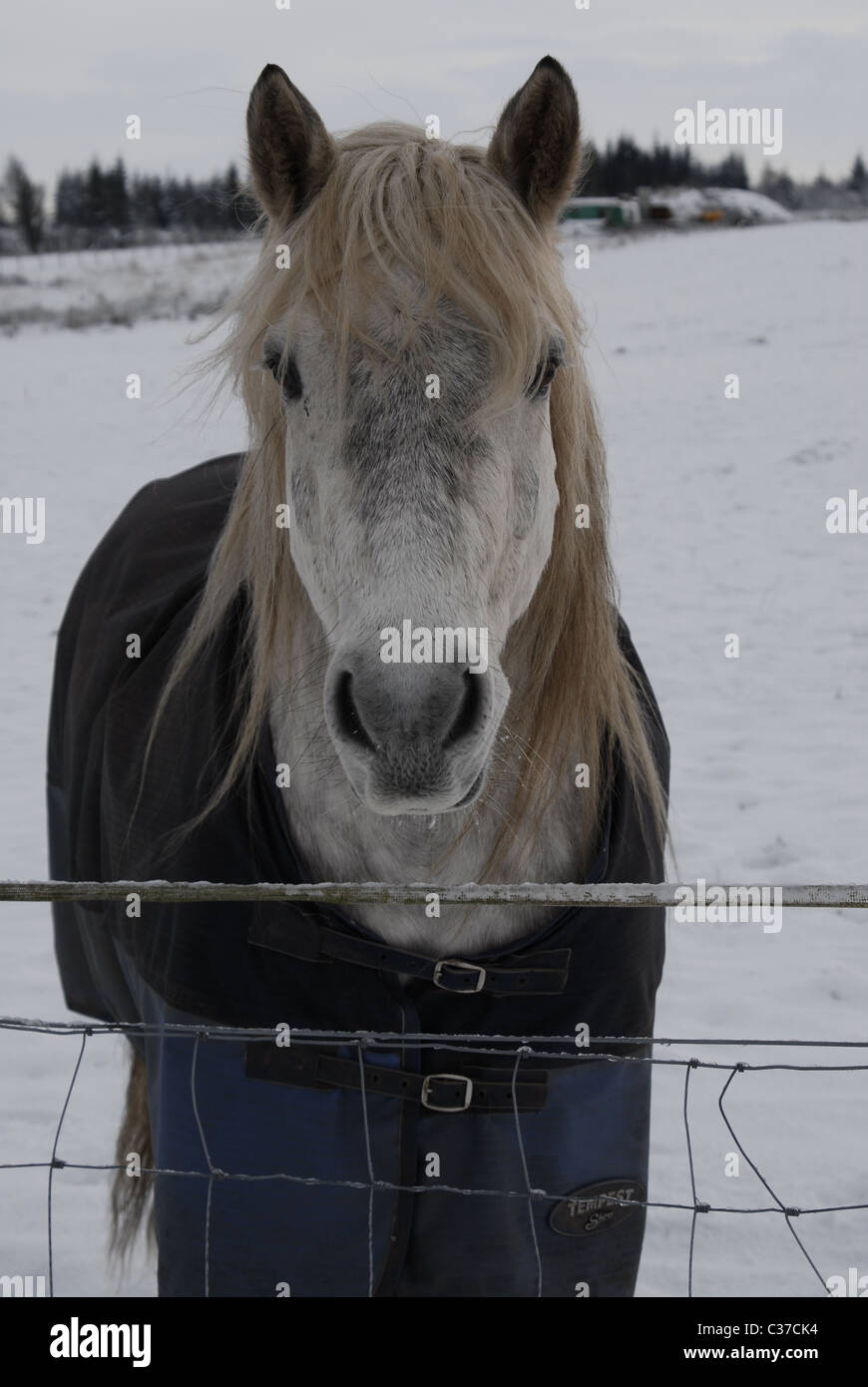 Highland pony nella neve Foto Stock