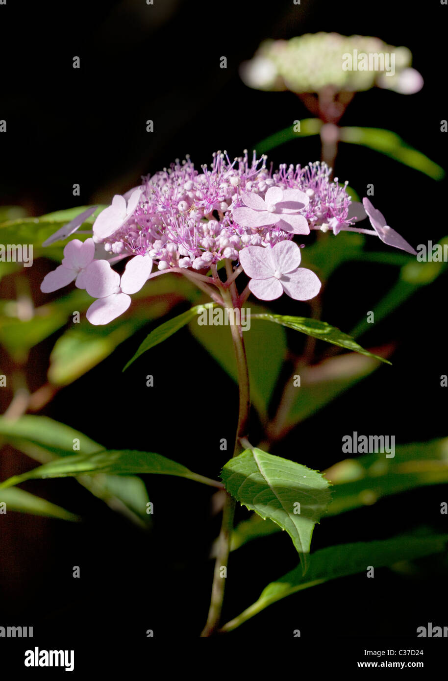 Rosa Hydrangea Lacecap Foto Stock