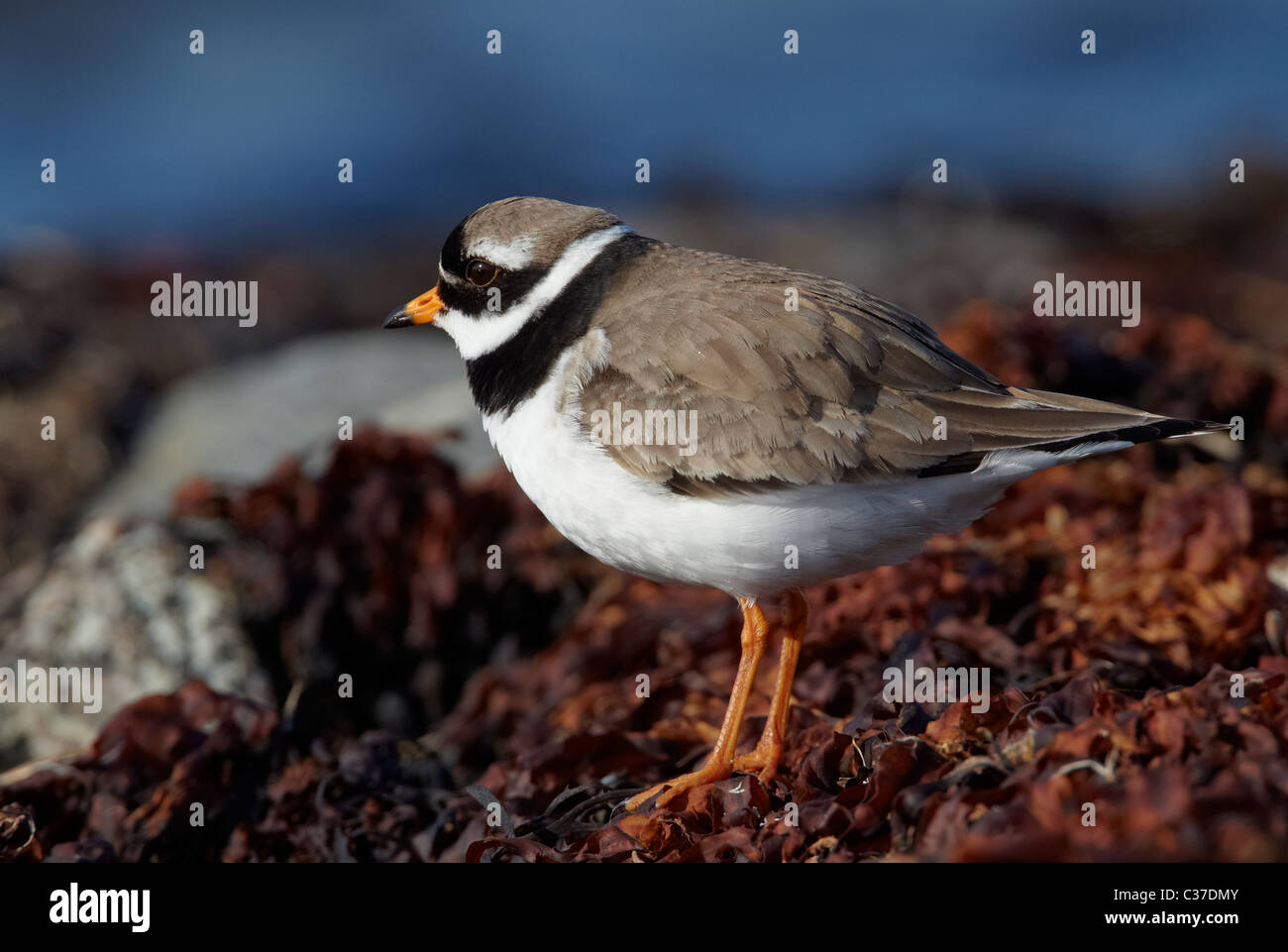 Plover inanellato (Charadrius hiaticula), adulto in piedi su alga. Foto Stock