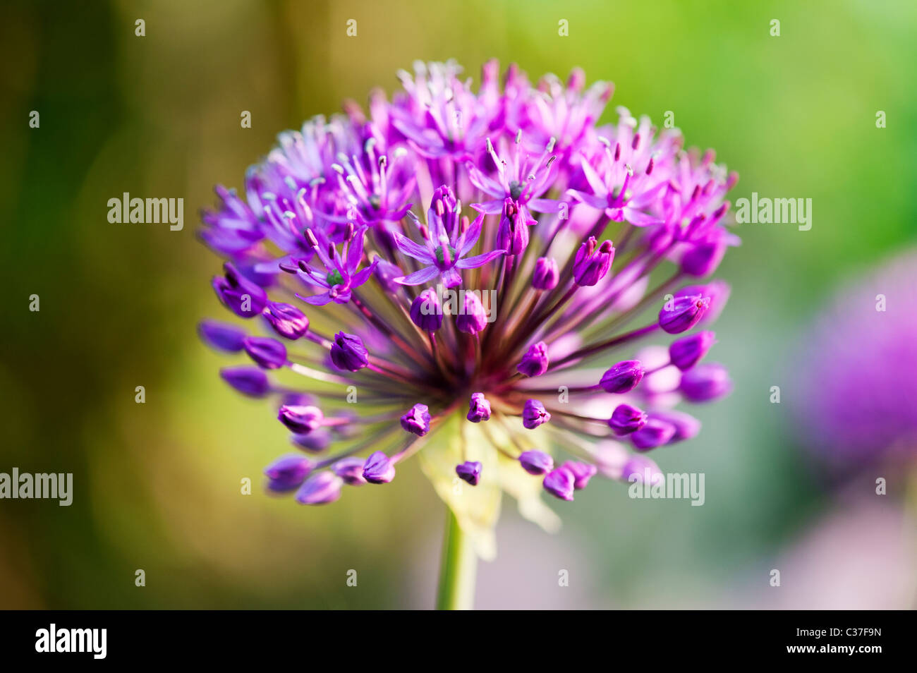Allium hollandicum sensazione viola fiore. Messa a fuoco selettiva Foto Stock