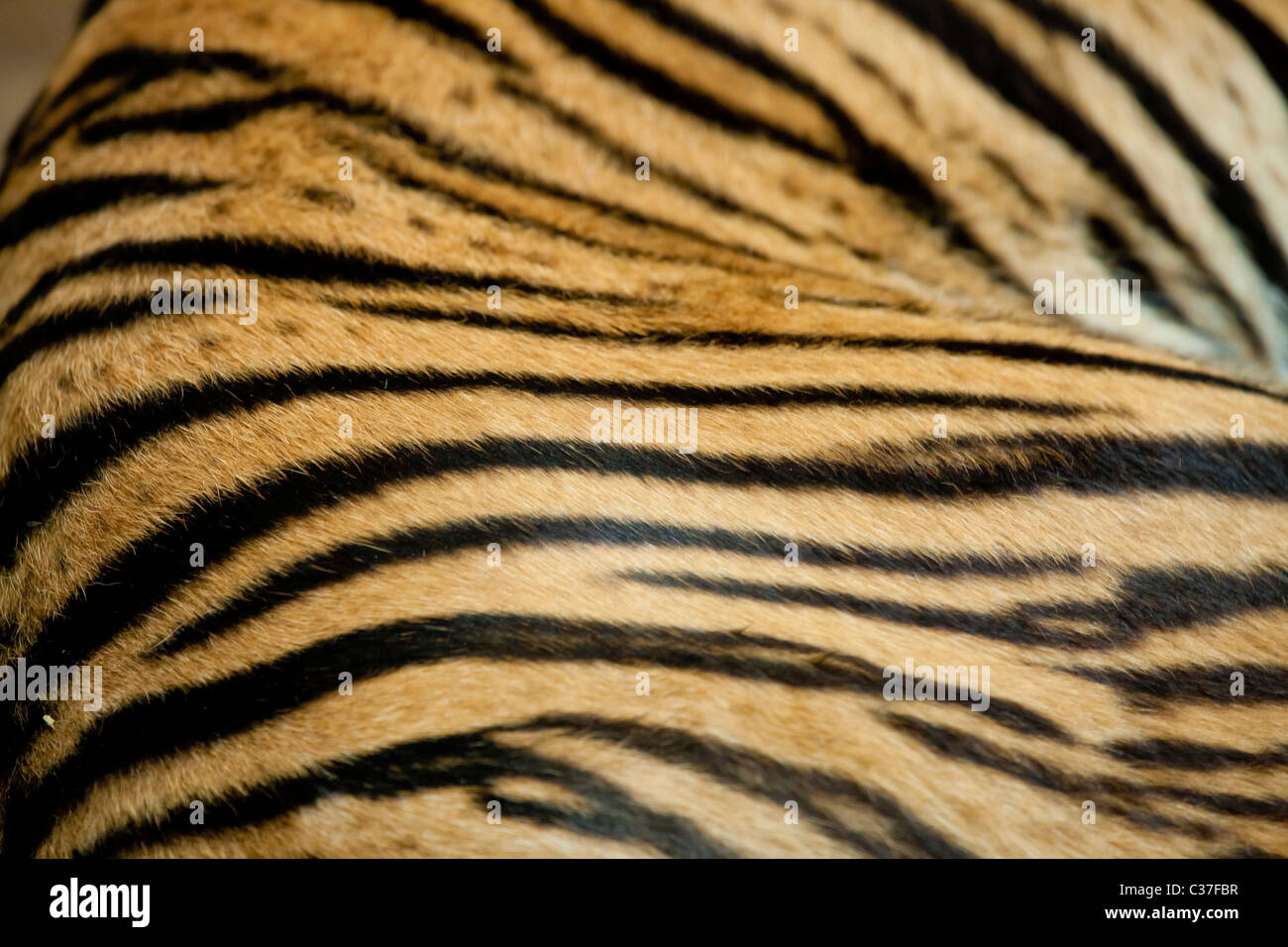 La tigre del Bengala la texture della pelle sfondo Foto Stock