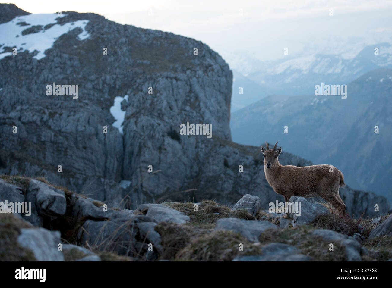 WIld stambecco (Capra ibex) nelle Alpi francesi di sunrise, Grand Bornand, Bargy montagne, Francia Foto Stock