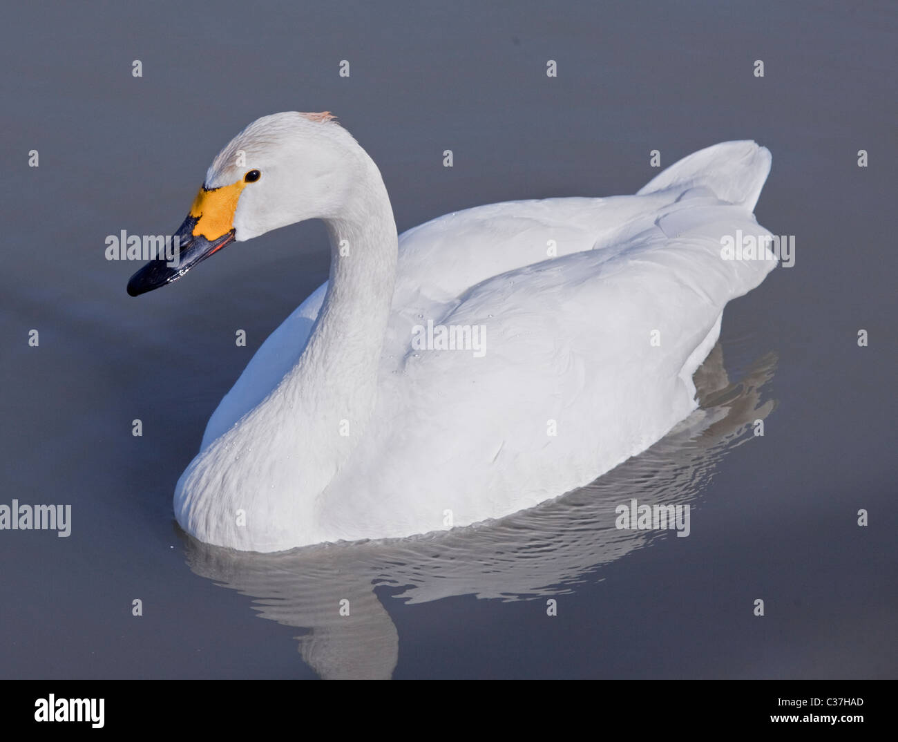 Bewick's Swan (cygnus columbianus) Foto Stock