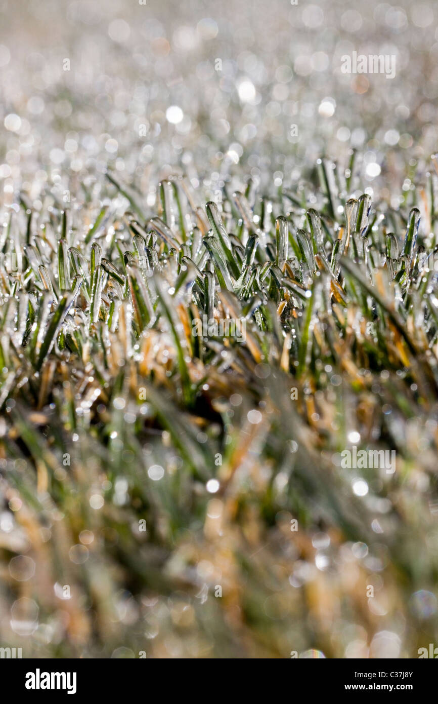 Close-up fotografia macro di brina sull'erba Foto Stock
