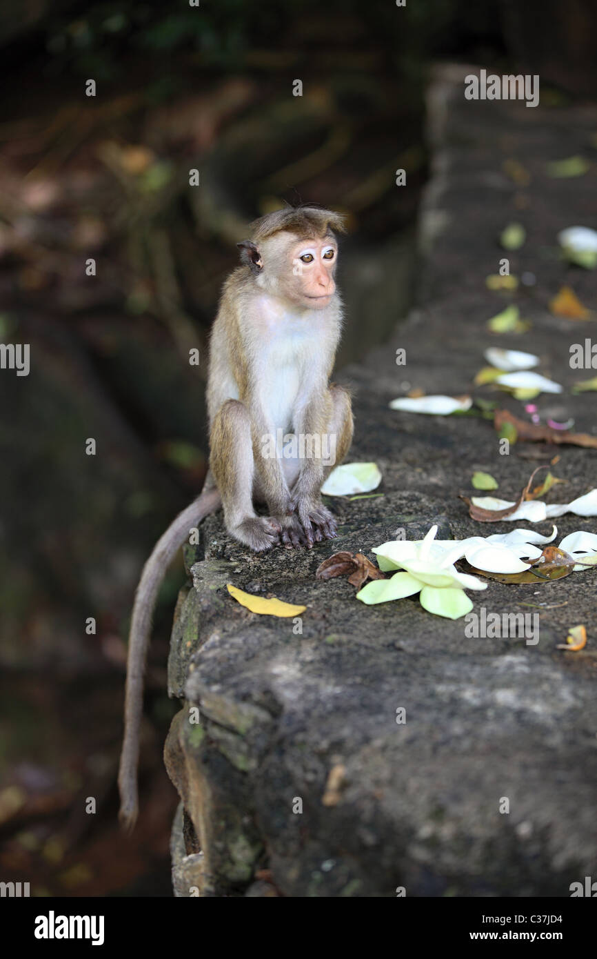 Le scimmie a Dambulla tempio d'oro in Sri Lanka asia Foto Stock
