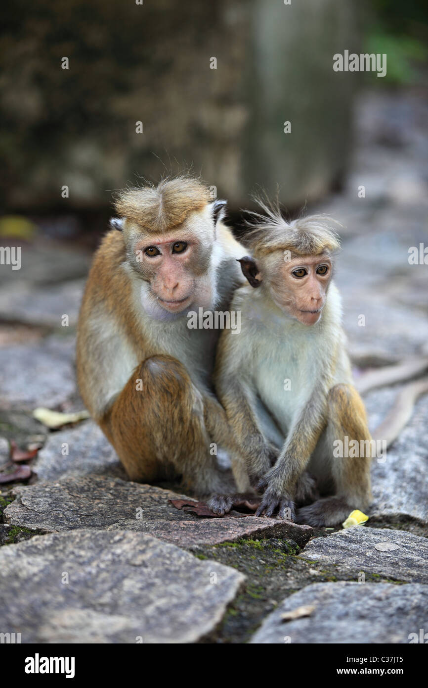 Le scimmie a Dambulla tempio d'oro in Sri Lanka asia Foto Stock
