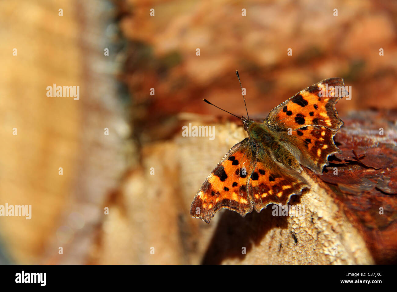 Comma Butterfly, c-album Polygonia, su tronchi di legno Foto Stock