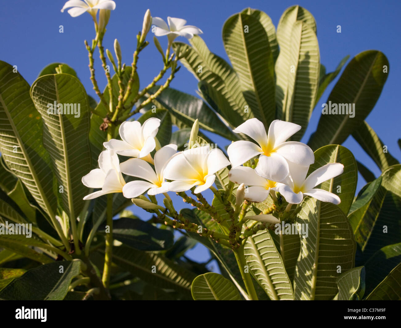 Albero frangipani e fiori Foto Stock