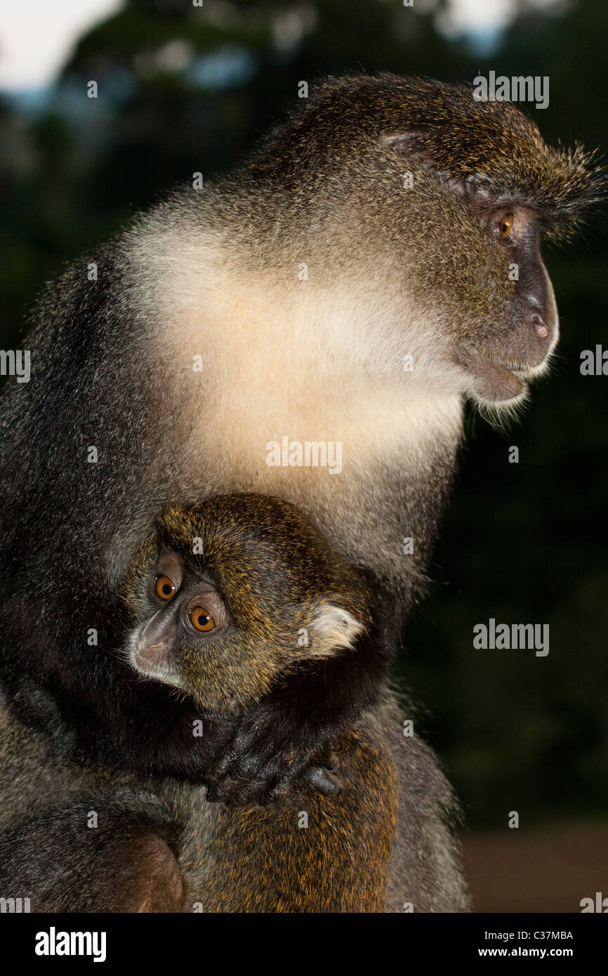 Adulto Sykes o blue monkey (Cercopithecus mitis) con giovani baby Foto Stock