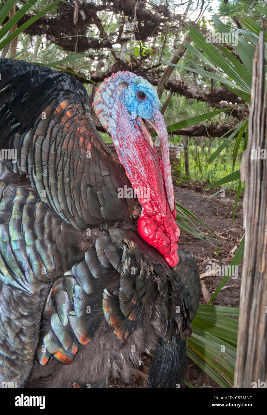 Dudley Farm sito storico dello stato della Florida Newberry Foto Stock