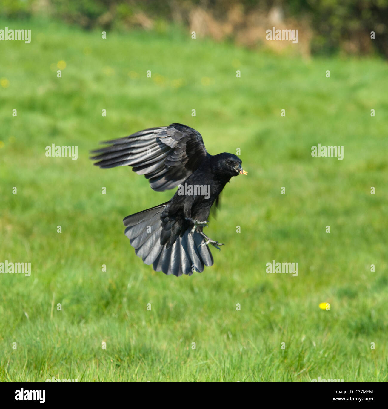 Carrion Crow con il cibo nel becco Corvus Corone Foto Stock
