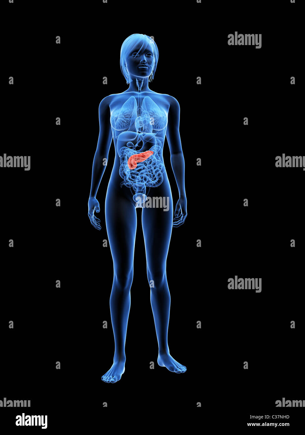 Pancreas evidenziato Foto Stock