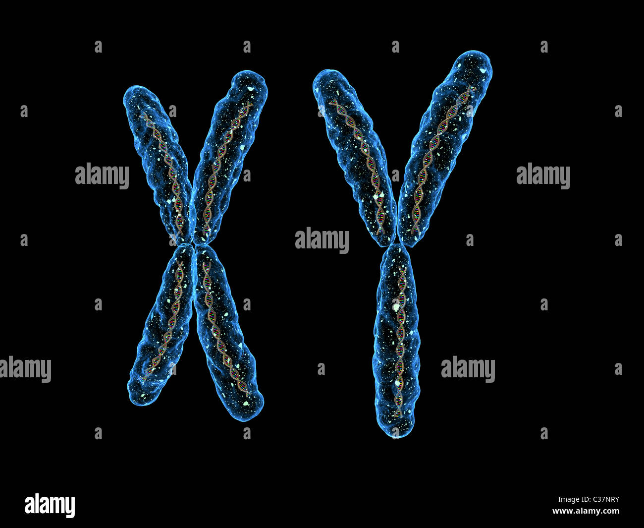 X - il cromosoma Y cromosoma - Foto Stock