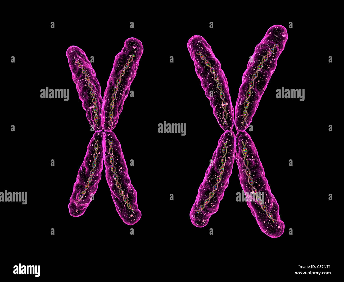 x - cromosoma Foto Stock