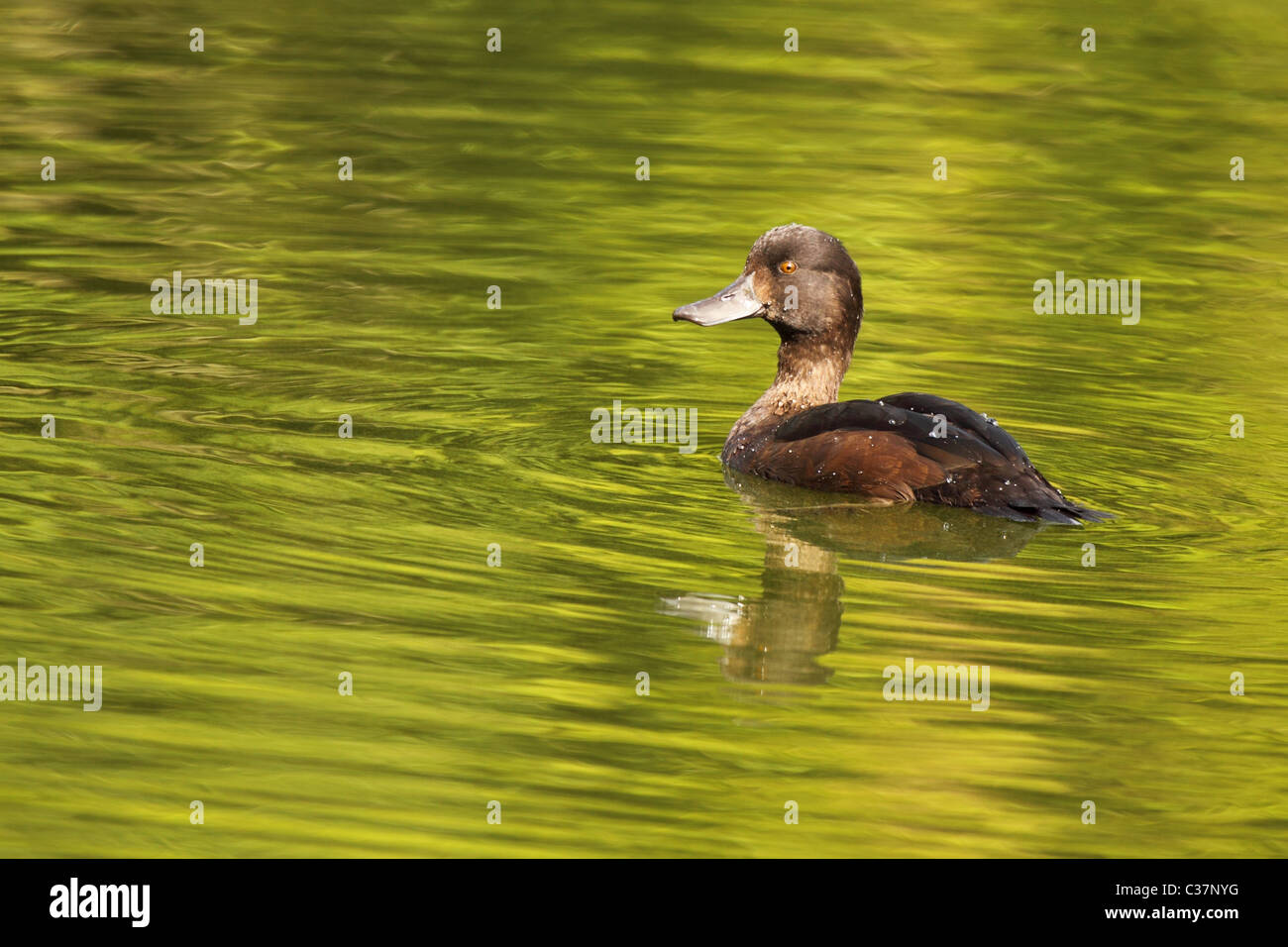 Una nuova Zelanda Scaup sul verde acqua. Foto Stock