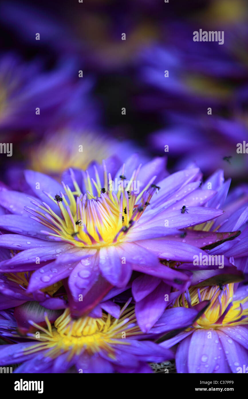 Water Lilies , il fiore nazionale dello Sri Lanka asia Foto Stock