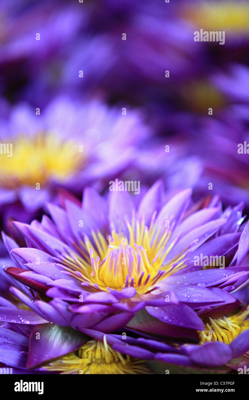 Water Lilies , il fiore nazionale dello Sri Lanka asia Foto Stock