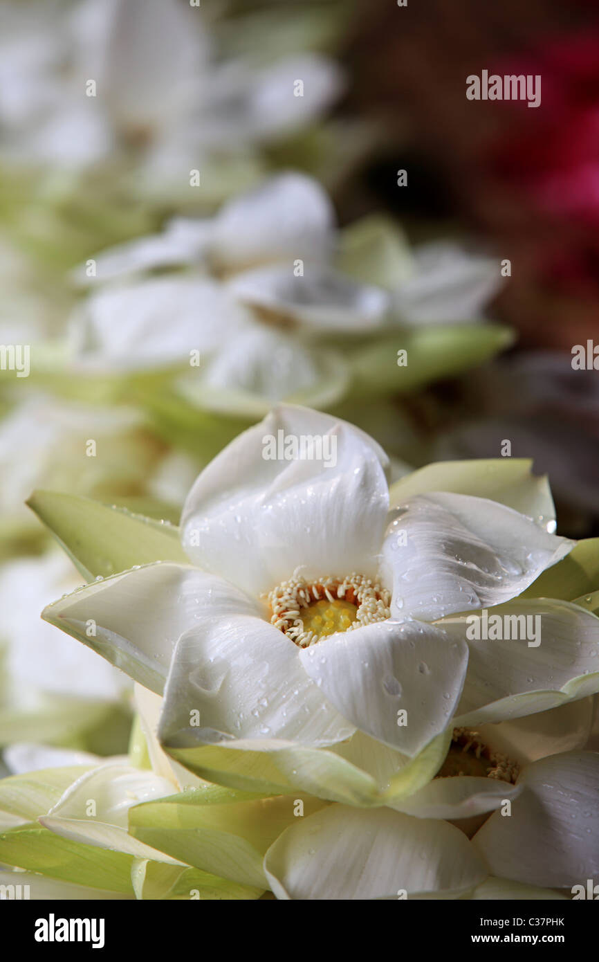 Fiore di loto per l'offerta al tempio e gli dèi in Sri Lanka asia Ceylon Foto Stock