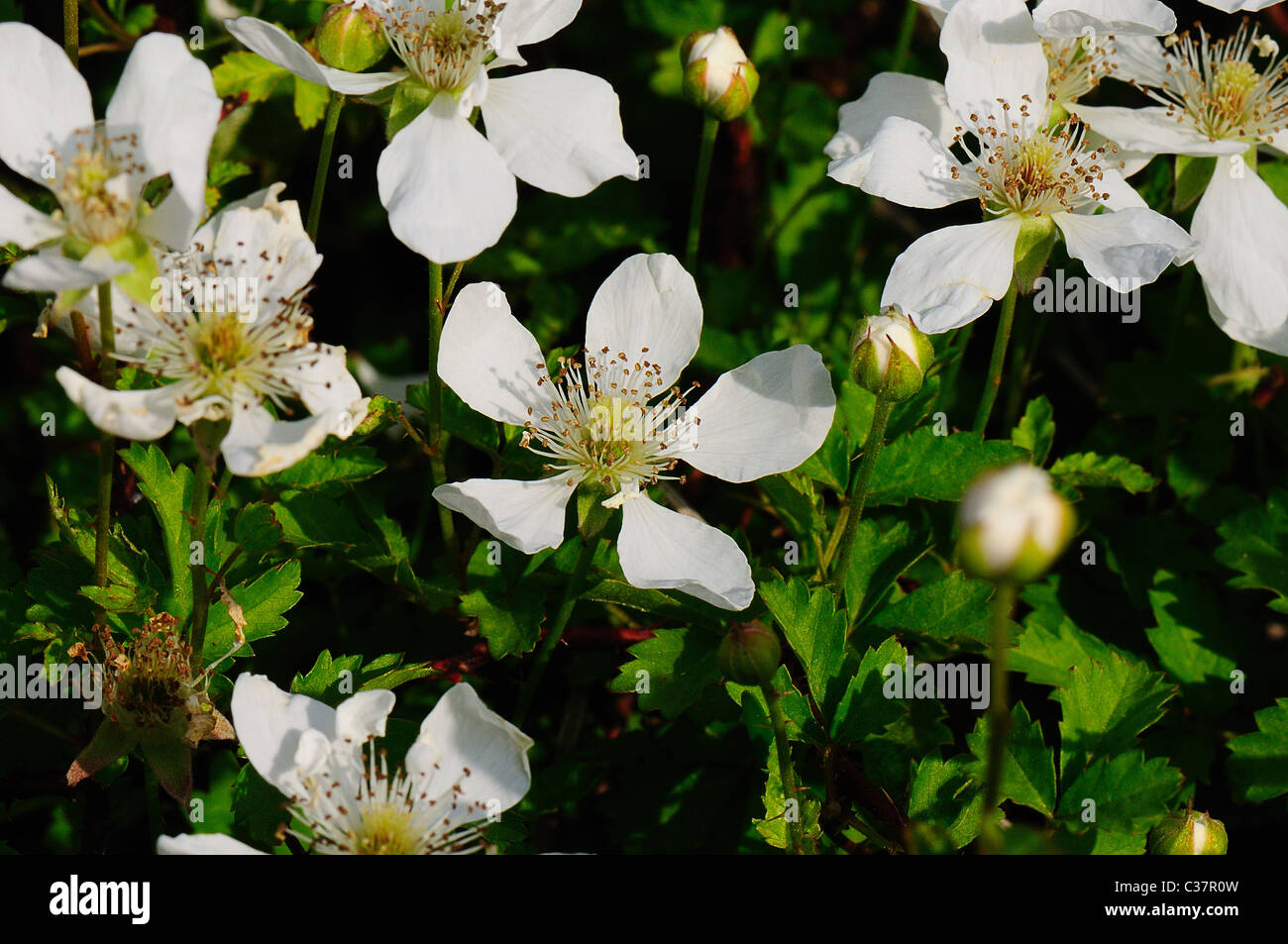 Blackberry blossom Foto Stock